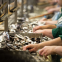 Workers in protective clothing processing fish on a conveyor belt at a seafood production facility.