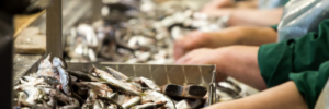 Workers in protective clothing processing fish on a conveyor belt at a seafood production facility.