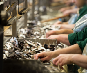 Workers in protective clothing processing fish on a conveyor belt at a seafood production facility.