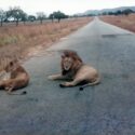 Two lions, one with a mane, lying on a paved road with grassland and trees in the background.