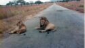 Two lions, one with a mane, lying on a paved road with grassland and trees in the background.