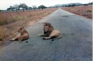 Two lions, one with a mane, lying on a paved road with grassland and trees in the background.