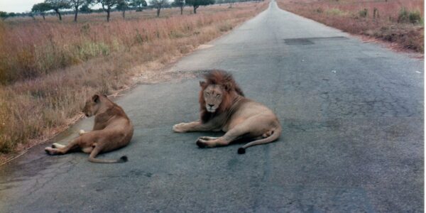 Two lions, one with a mane, lying on a paved road with grassland and trees in the background.