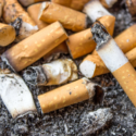 A close-up image of multiple extinguished cigarette butts with ashes.